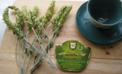 Мурсальский (пиринский) чай, полезные свойства, как заваривать Мурсальский (пиринский) чай, полезные свойства, как заваривать